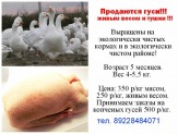 Продаются гуси
