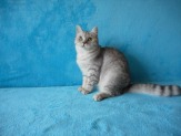 Британская кошка