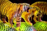 Туры в Уфу  для школьников с посещением цирка из Салавата