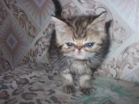 персидские котята