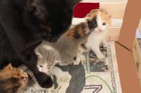 Отдам Котят